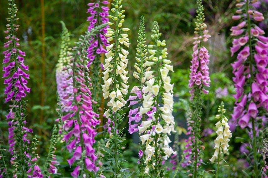 vivaces toxiques Digitalis purpurea