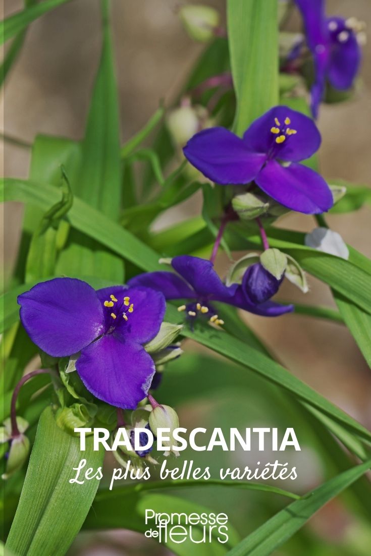 tradescantia plus belles variétés