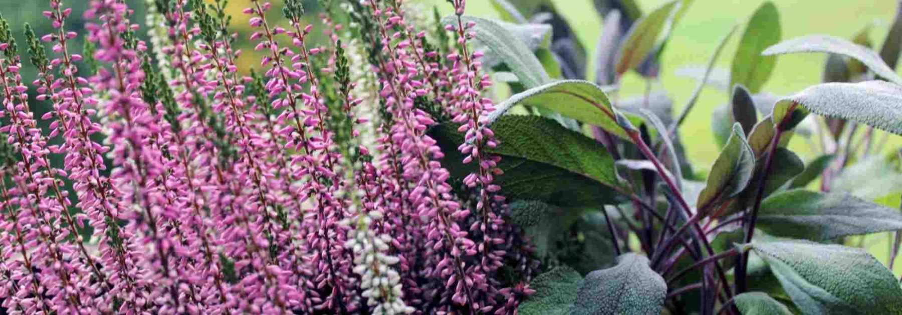 6 vivaces à cultiver sur un balcon venté