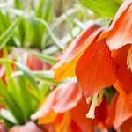 7 bulbes de printemps à fleurs orange qu’il faut avoir dans son jardin