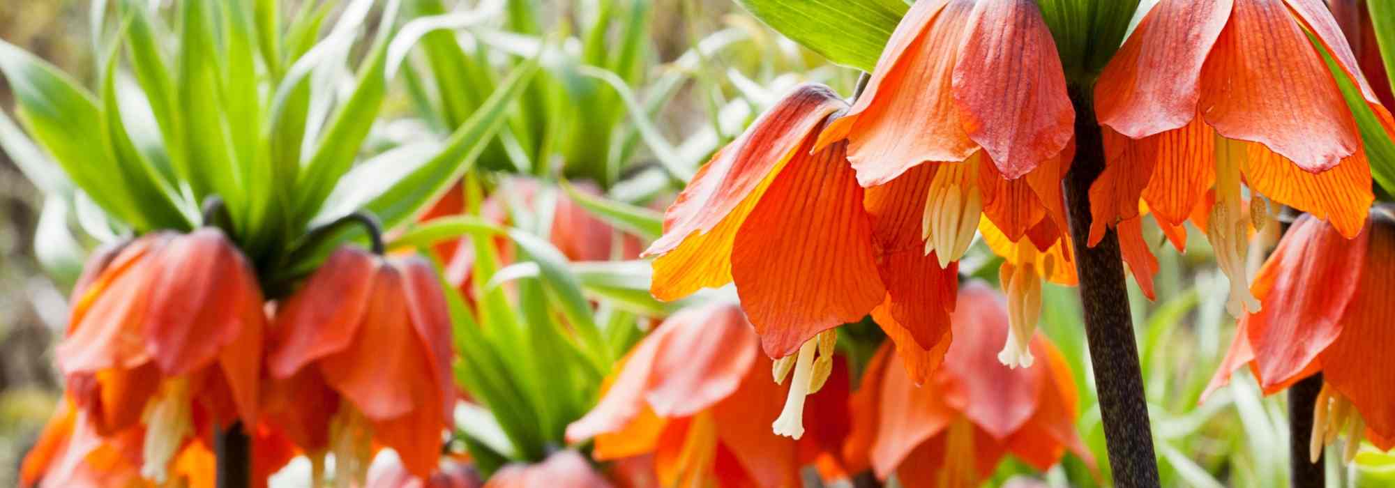 7 bulbes de printemps à fleurs orange qu'il faut avoir dans son jardin