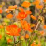 8 vivaces à fleurs orange qu’il faut avoir dans son jardin