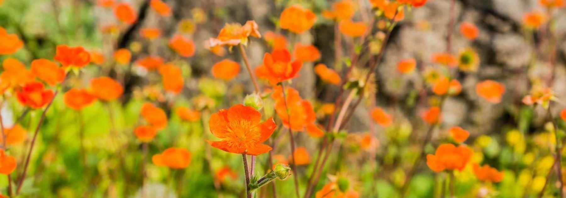 8 vivaces à fleurs orange qu’il faut avoir dans son jardin