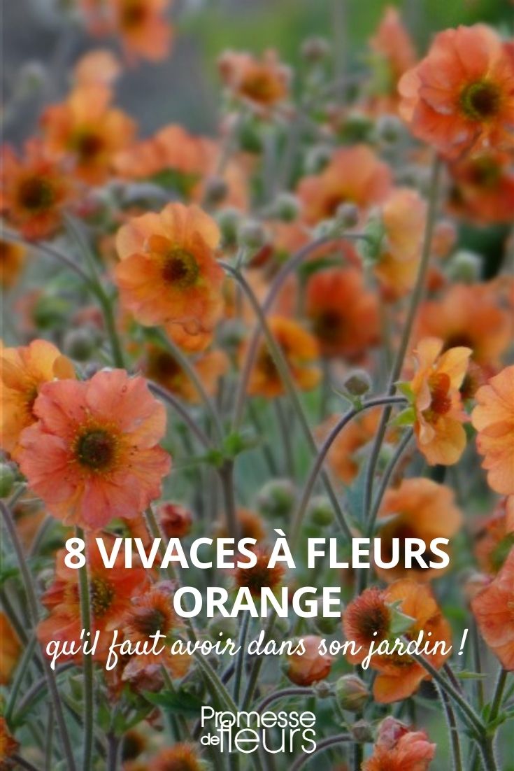 vivaces fleurs orange