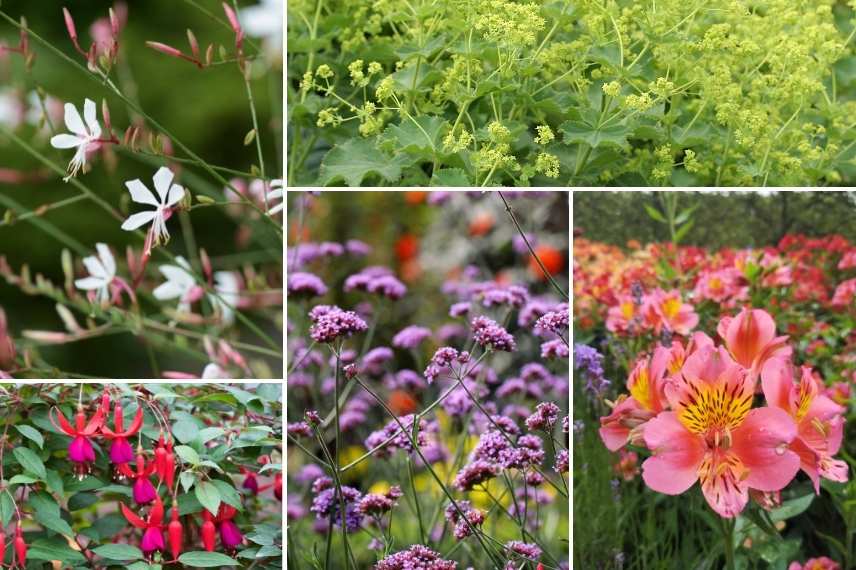 plantes vivace choisir, plante vivace laquelle, plante pour massif, plante vivace les plus faciles, plantes vivaces meilleur choix, plantes vivaces pour debutant