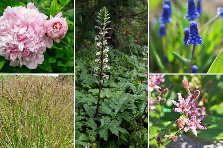 plantes vivace choisir, plante vivace laquelle, plante pour massif, plante vivace les plus faciles, plantes vivaces meilleur choix, plantes vivaces pour debutant