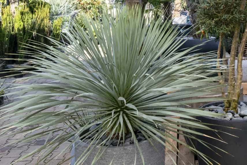 yucca en pot