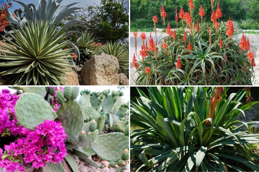 Le yucca dans un jardin sec