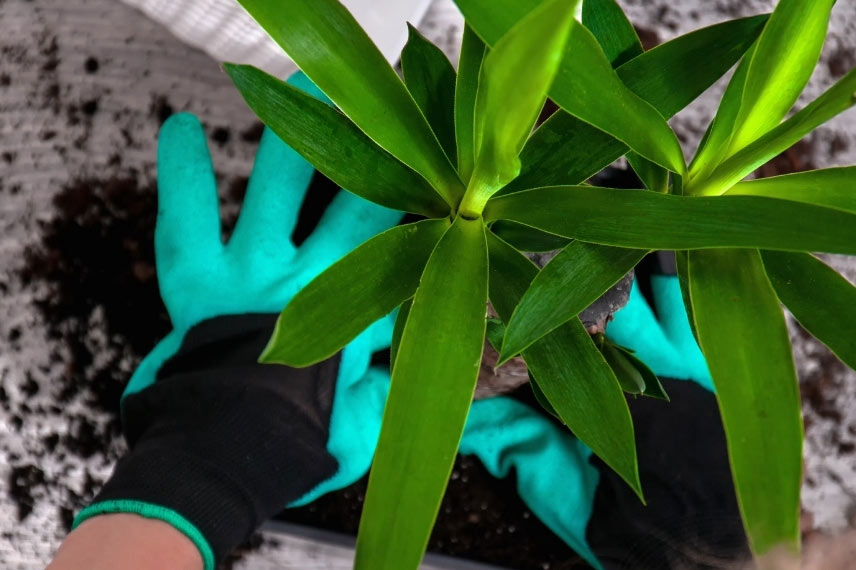 plantation du yucca en pot