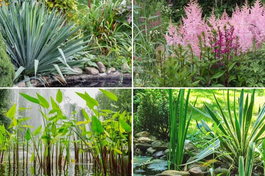 Yucca bord d'un bassin ou mare