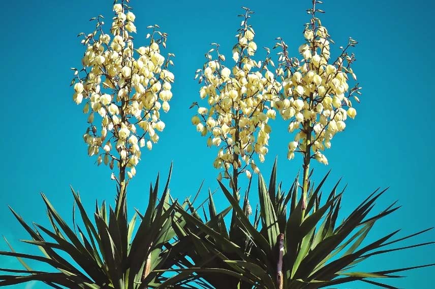 planter un yucca en pot ou en jardinière