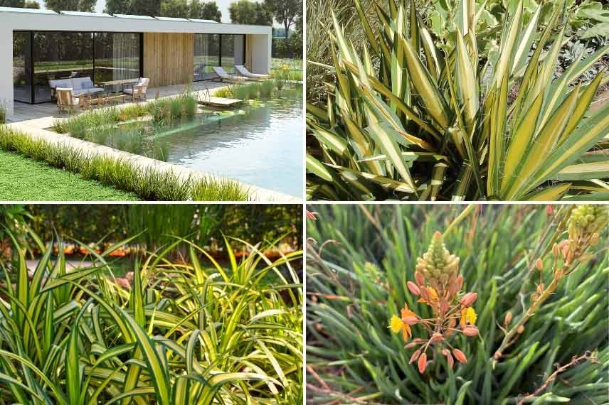 Le yucca aux abords d'une piscine naturelle