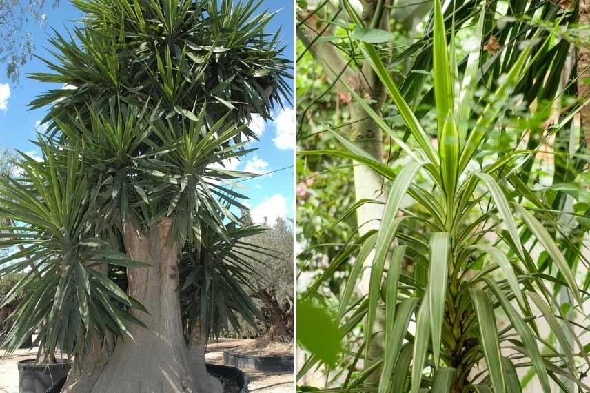 cultiver Yucca elephantipes pied d'éléphant