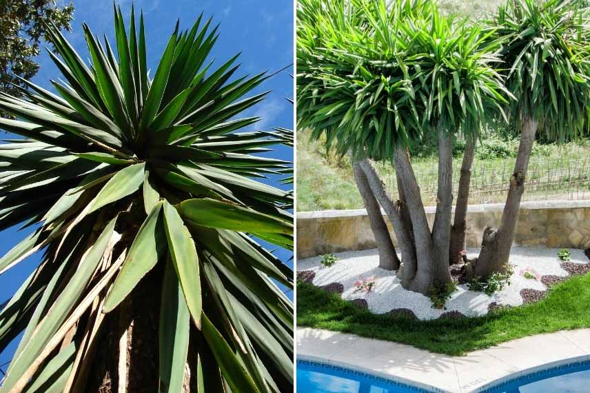 cultiver Yucca elephantipes pied d'éléphant