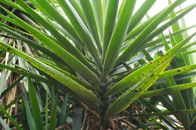 Réussir la culture du Yucca elephantipes Promesse de Fleurs