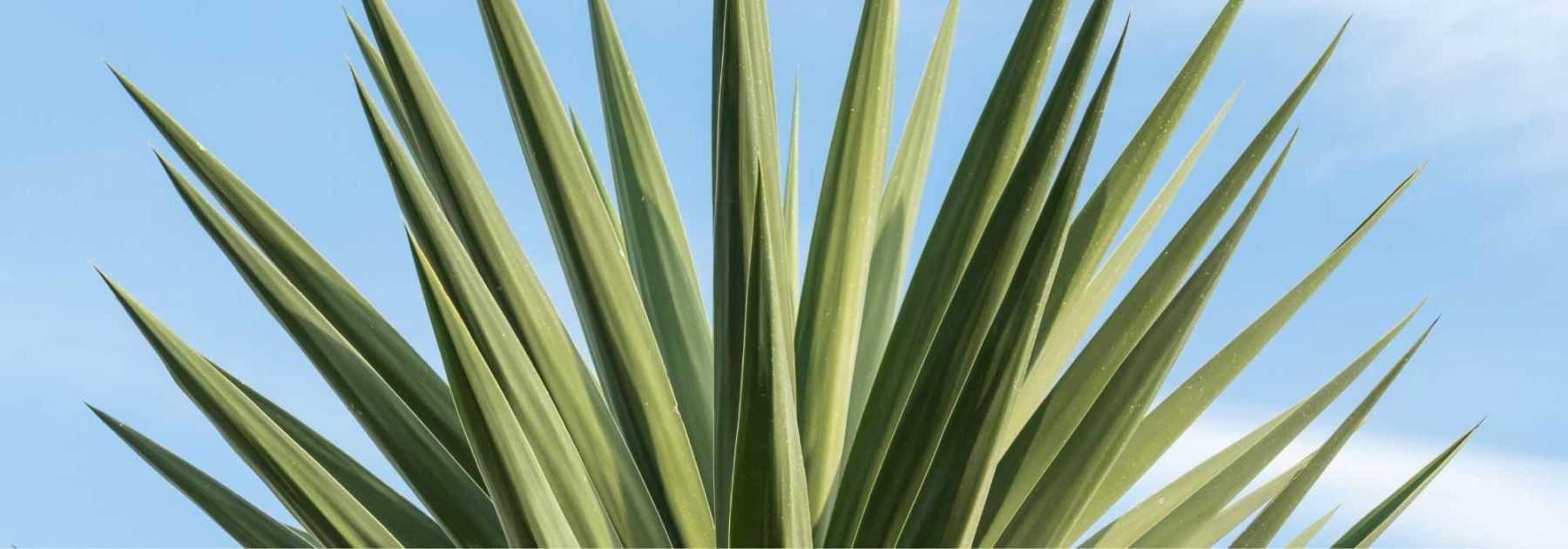 Réussir la culture du Yucca elephantipes