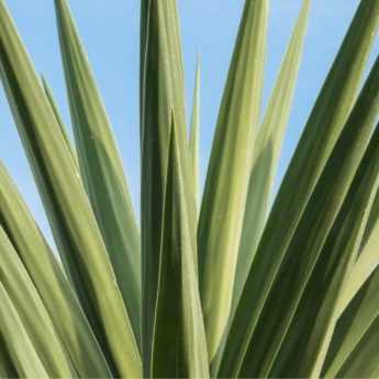 Réussir la culture du Yucca elephantipes