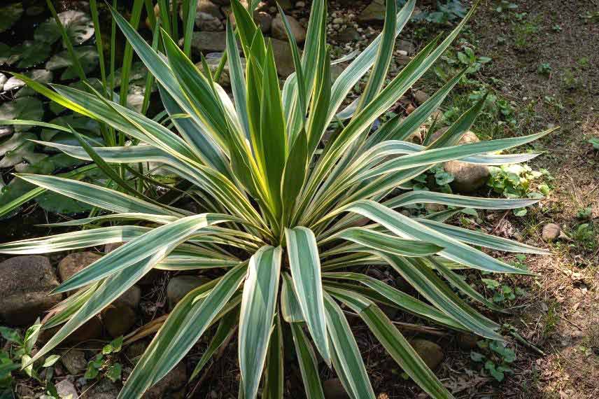 les plus beaux yuccas Yucca gloriosa 'Variegata'