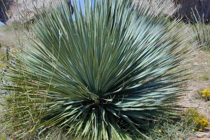 Yucca rostrata