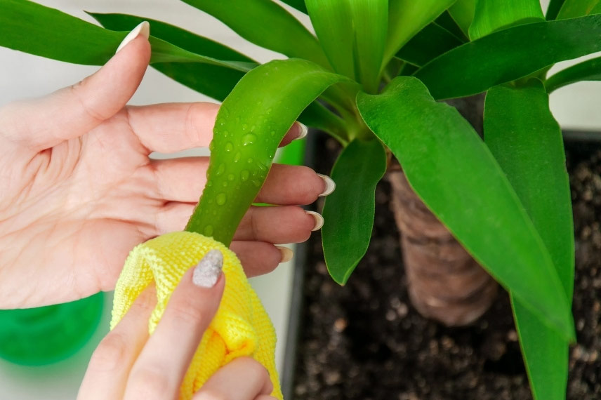 planter un yucca en pot