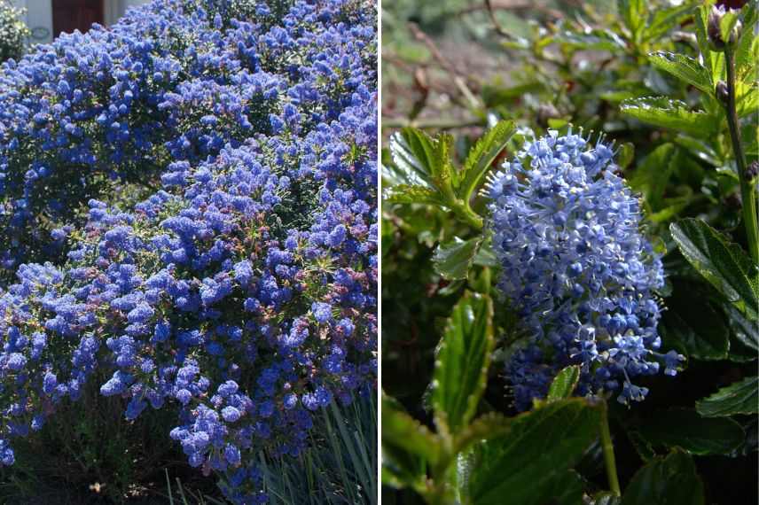 ceanothus arboreus concha