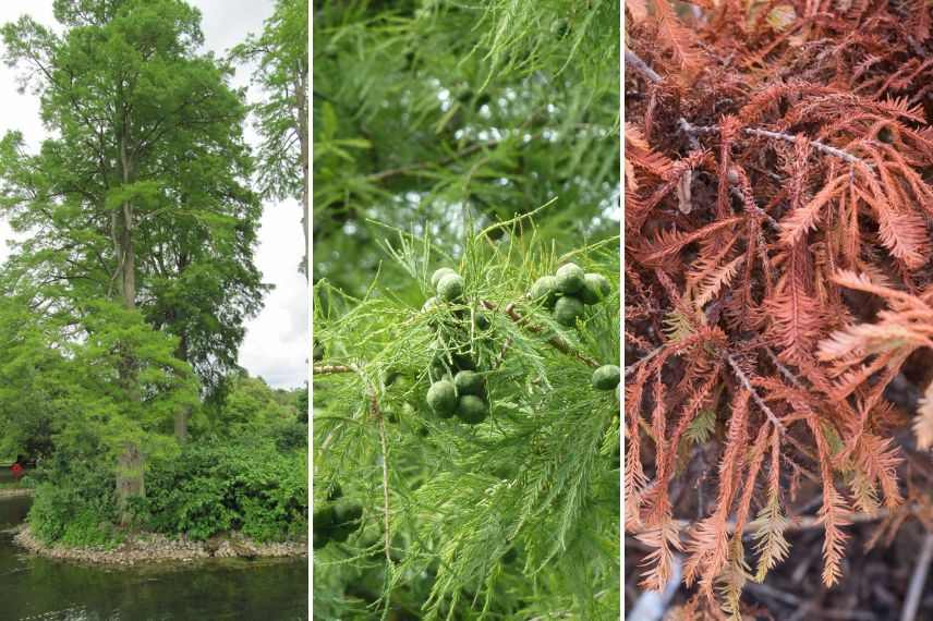 Taxodium distychum