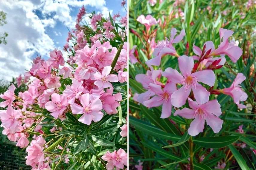 nerium oleander