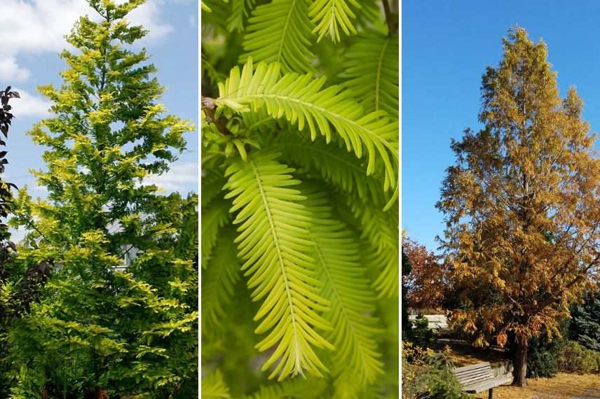 Metasequoia glyptostroboides 'Gold 'Rush'