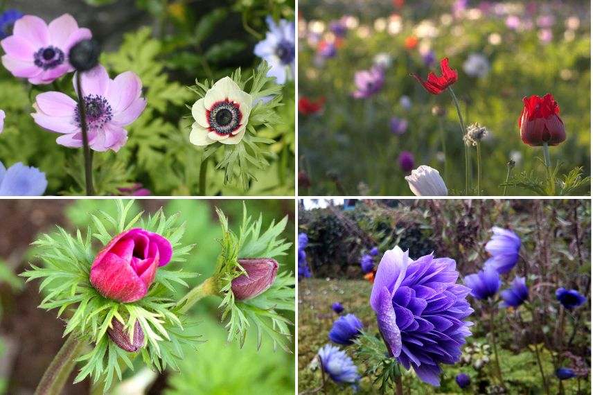 anemone coronaria