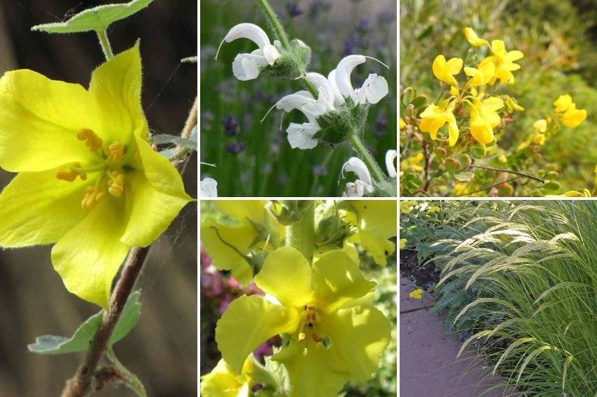 fremontodendron jardin sec