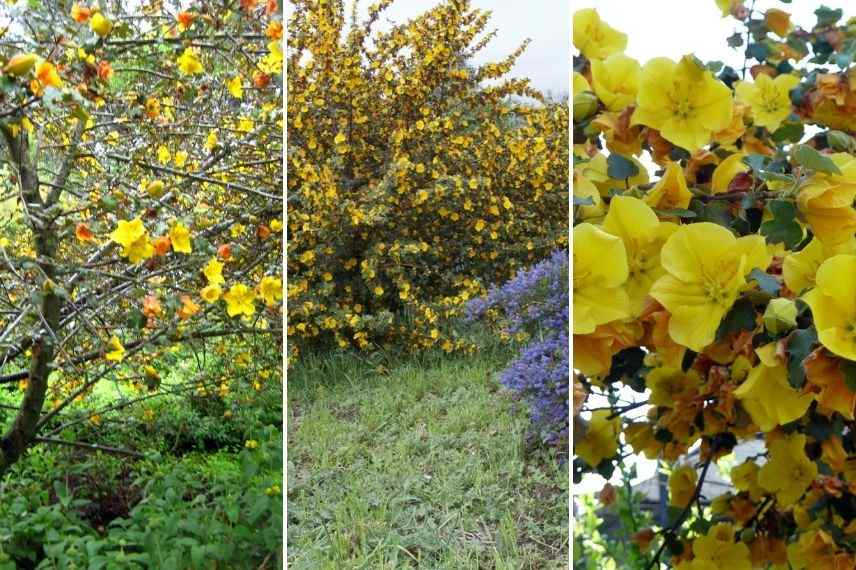 fremontodendron californicum