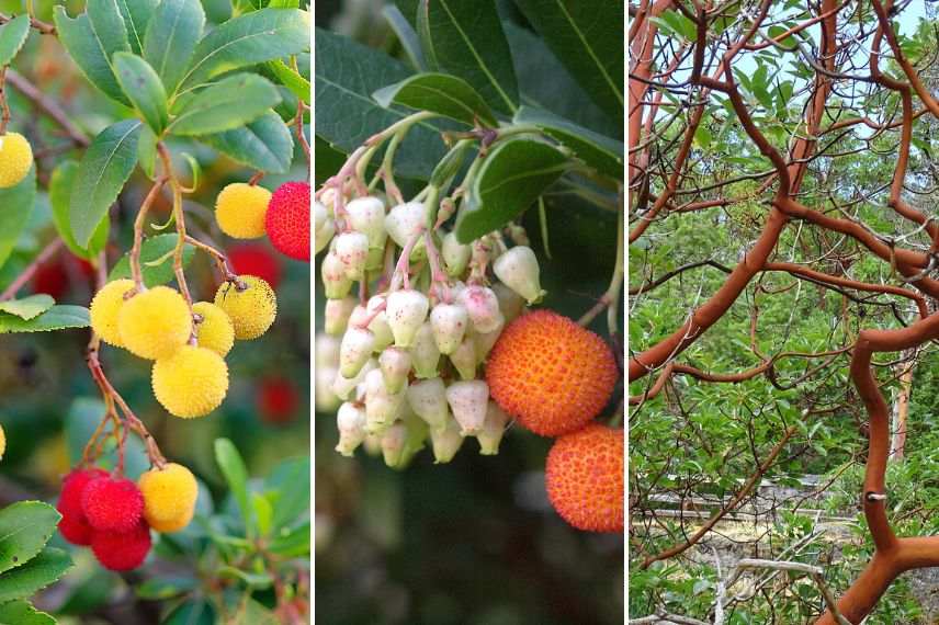 Arbutus