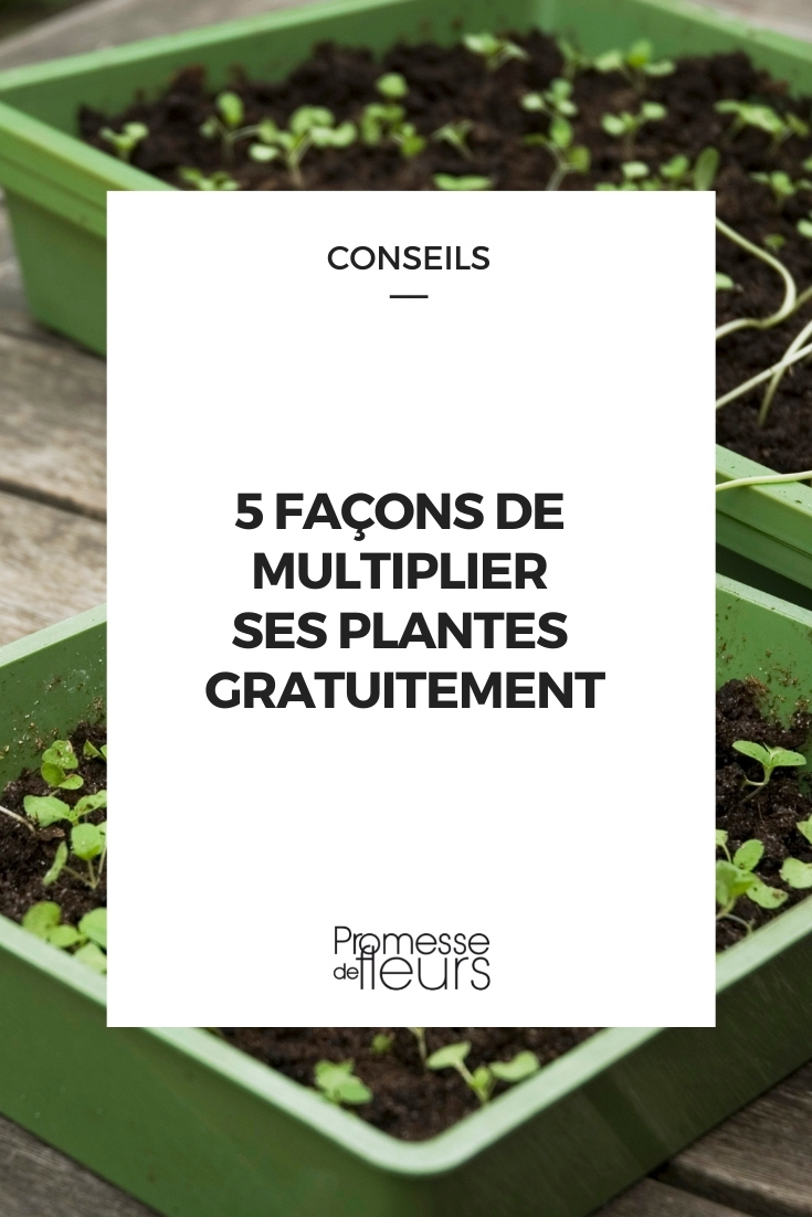 bouture semis marcottage greffage multiplier plantes