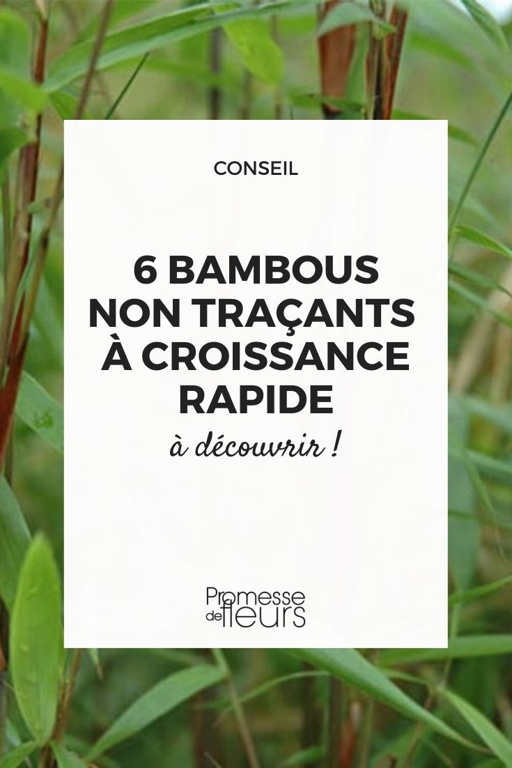 bambous non traçants qui poussent vite