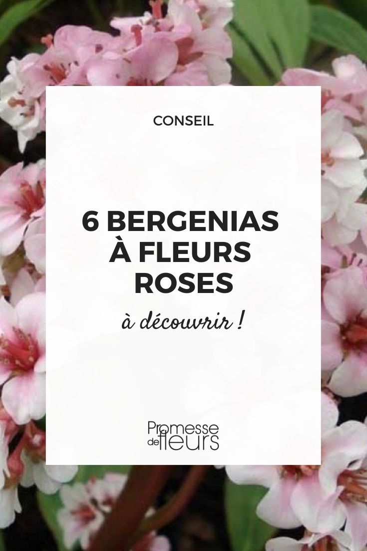 bergenia floraison rose