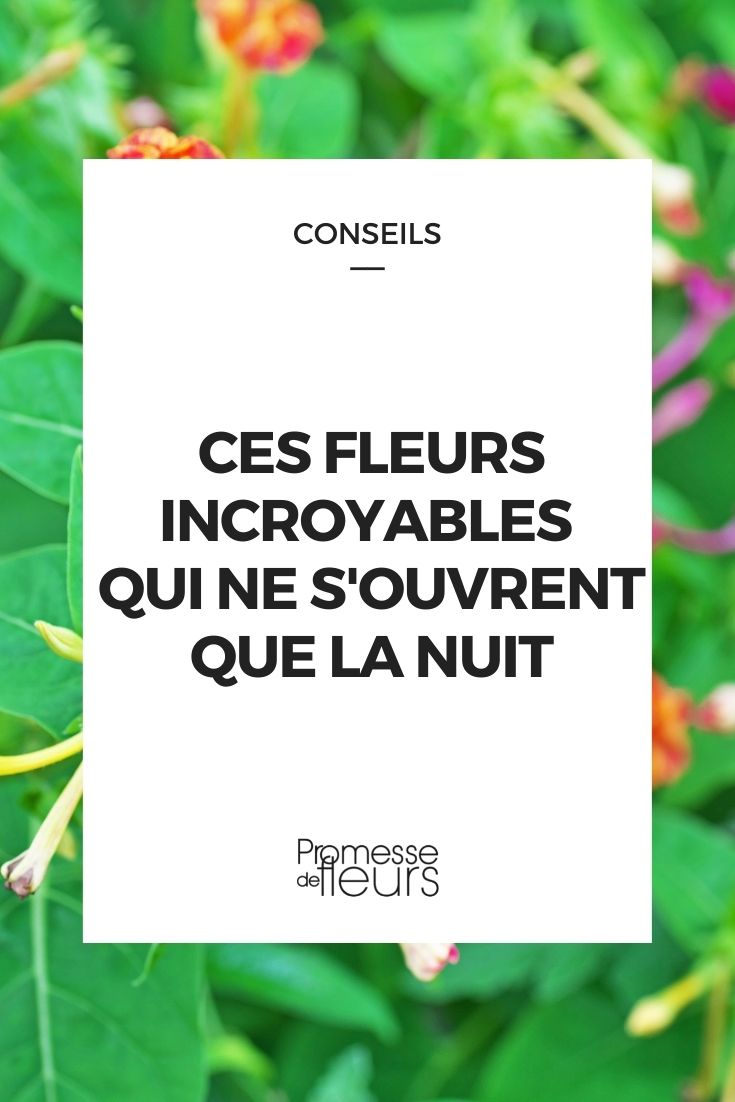 Ces fleurs incroyables qui ne s'ouvrent que la nuit - Promesse de Fleurs