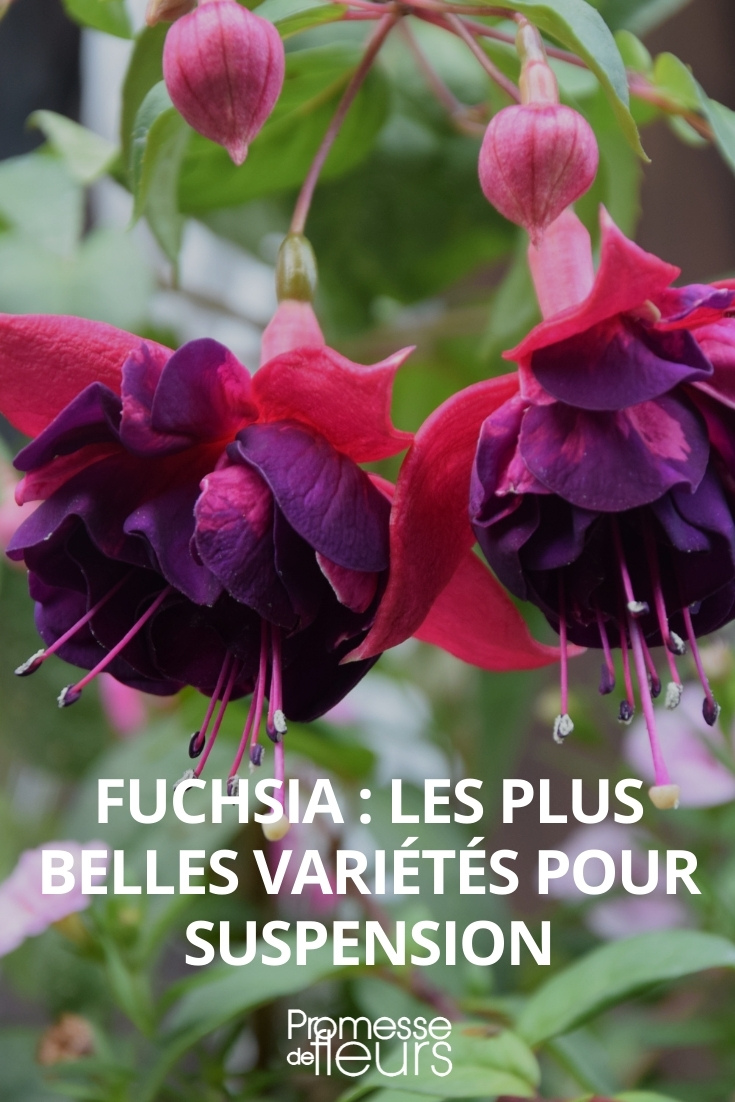 des fuschias pour suspensions