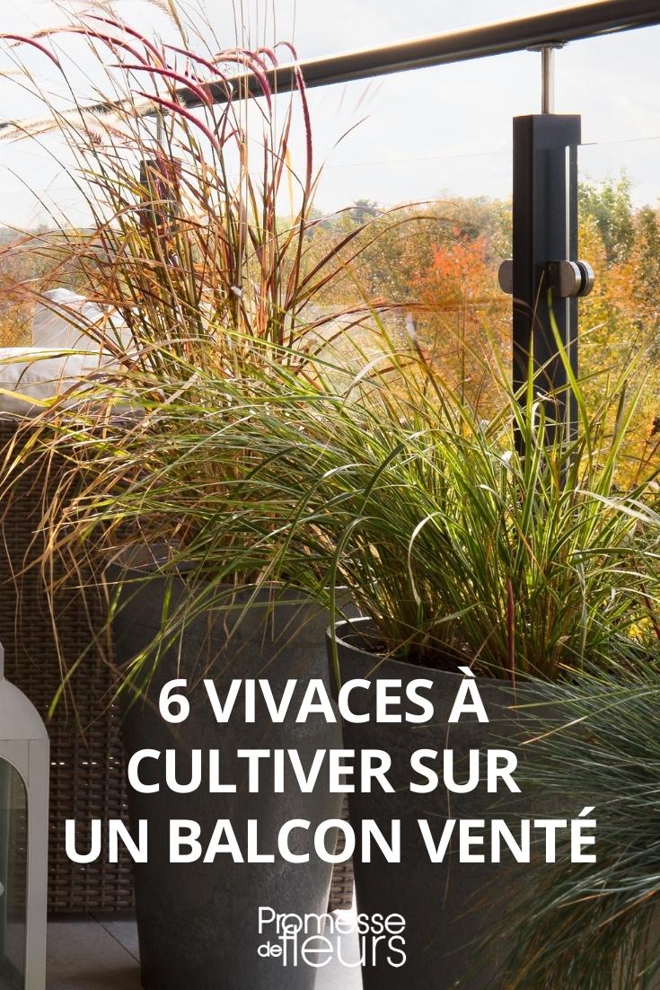 plantes vivaces balcon pot jardinière vent