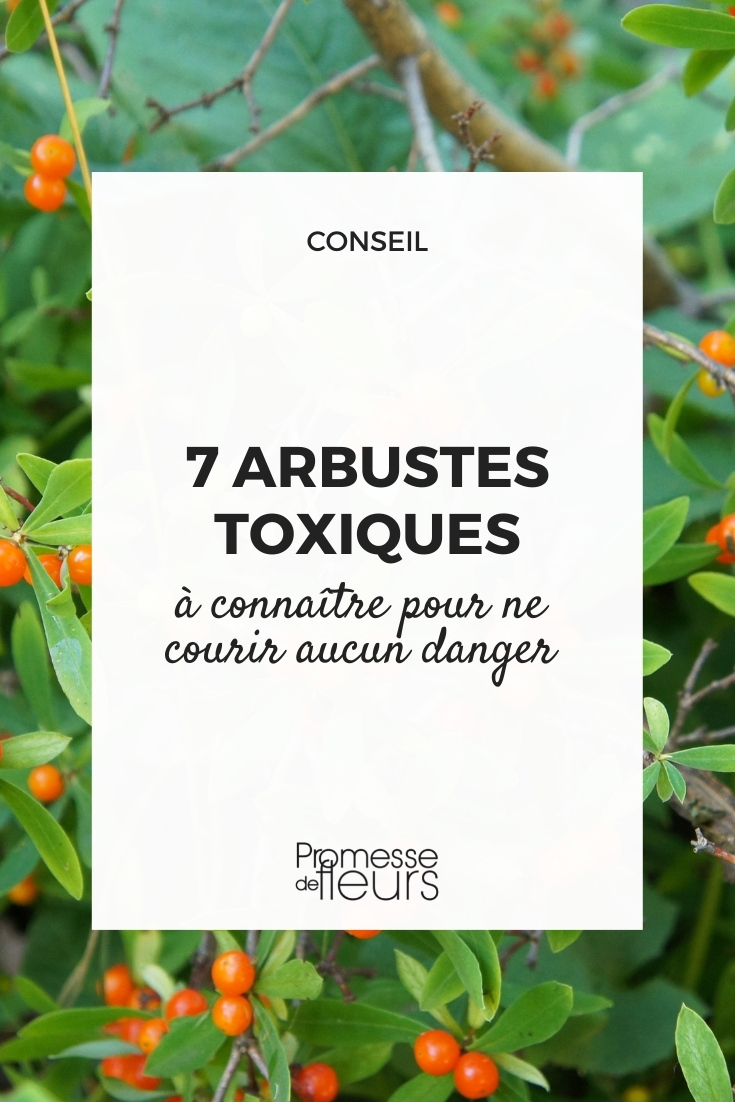 plantes arbustes toxicité