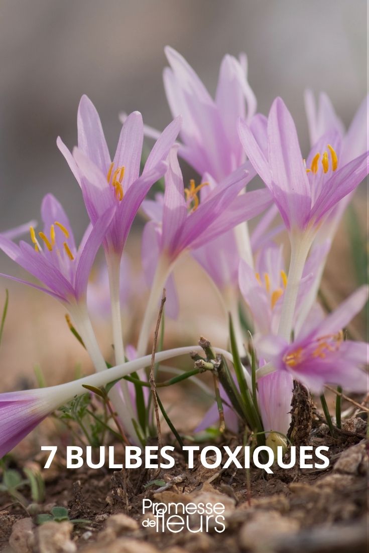 7 bulbes toxiques - Promesse de Fleurs