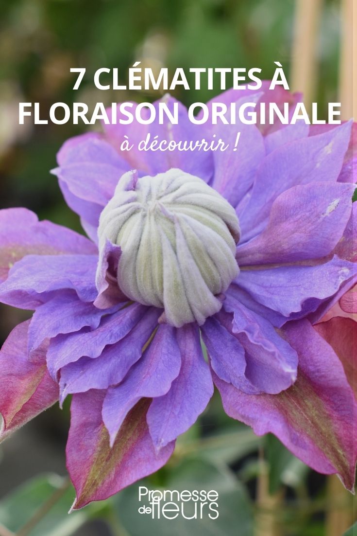 7 clématites à floraison originale