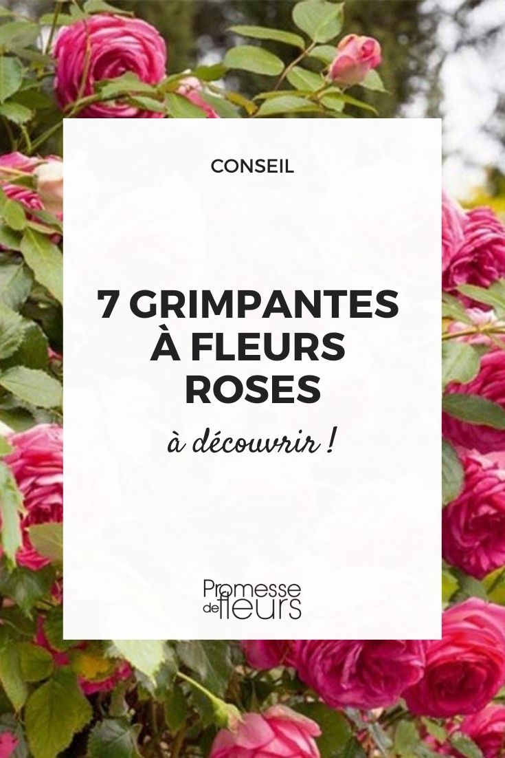 7 grimpantes à fleurs roses - Promesse de Fleurs