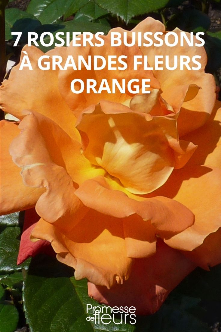 Rosiers hybride de Thé floraison orange