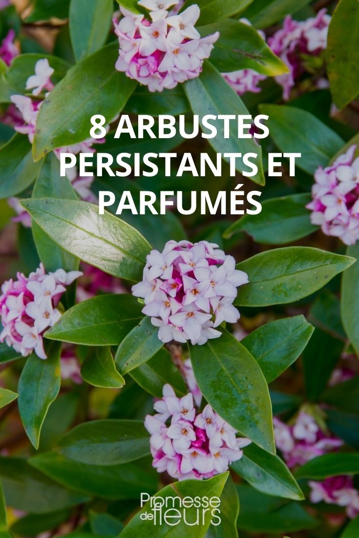 8 arbustes persistants et parfumés (1)