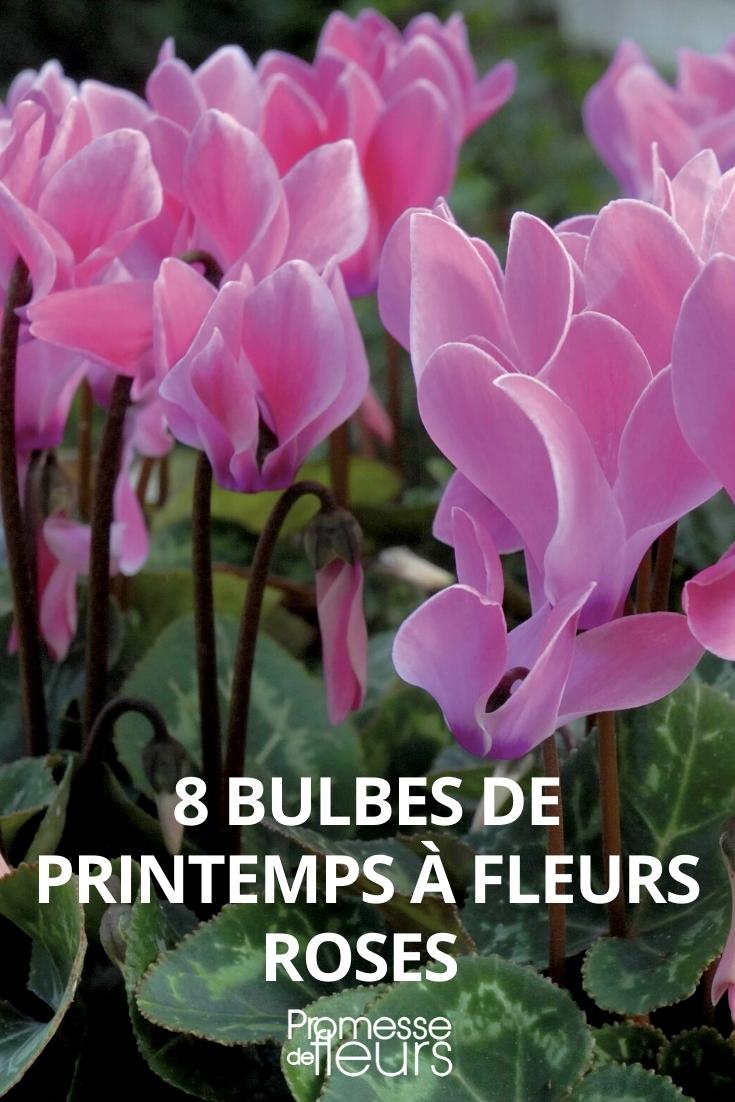 8 bulbes de printemps à fleurs roses qu'il faut avoir dans son jardin