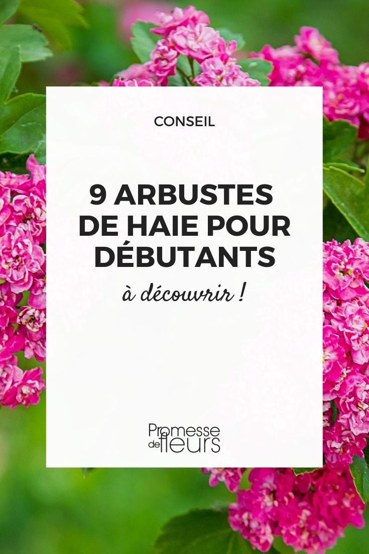 arbustes pour haie faciles et r