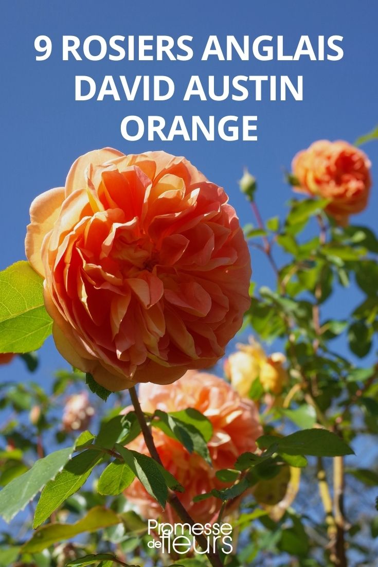 rosier couleur orange David Austin
