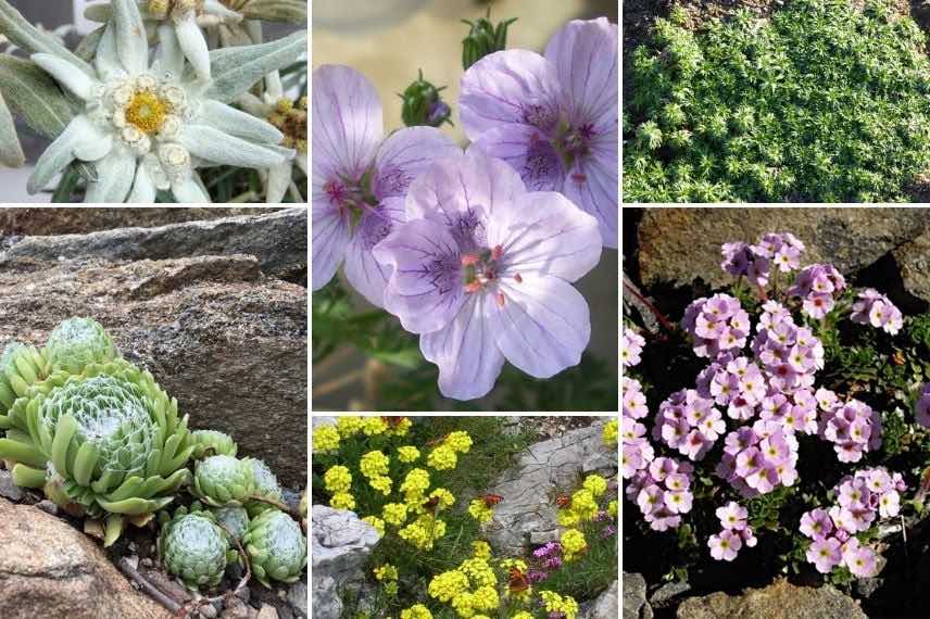 Associer l'Erodium : dans une rocaille alpine