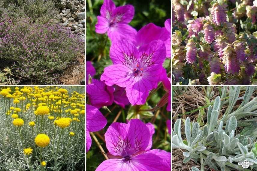 Associer l'Erodium : avec des feuillages aromatiques