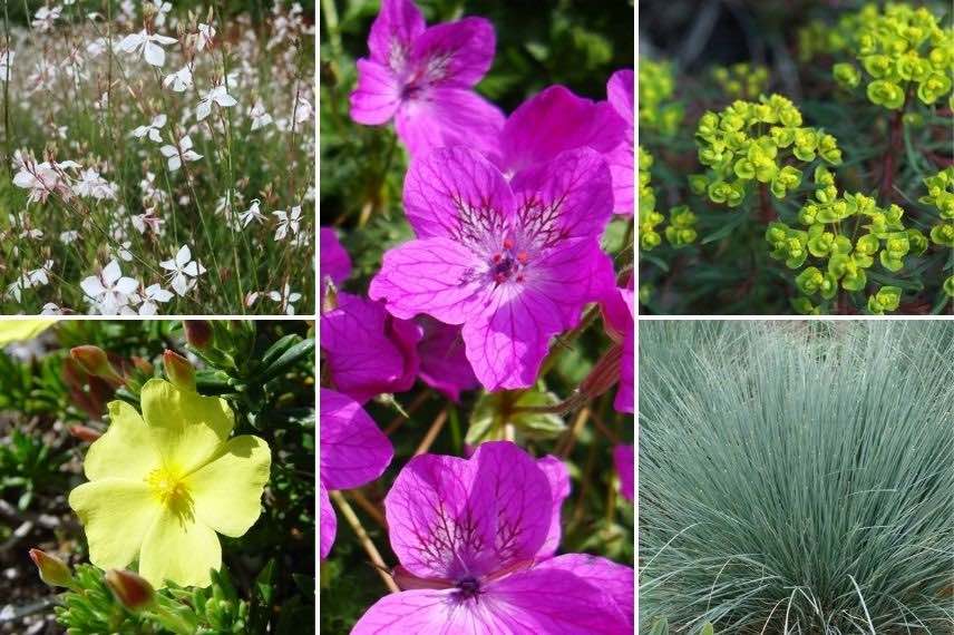 Associer l'Erodium : dans un jardin sec méditerranéen